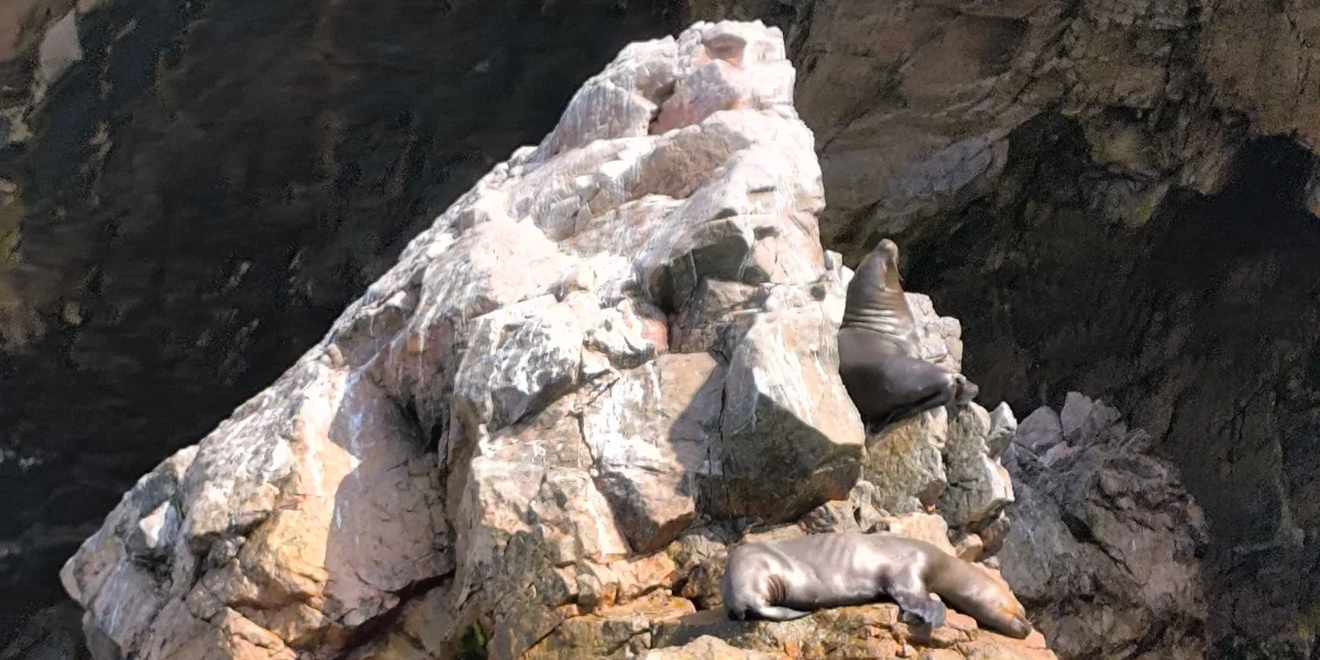 Ballestas Islands boat tour Paracas - sea lions and penguins in Peru