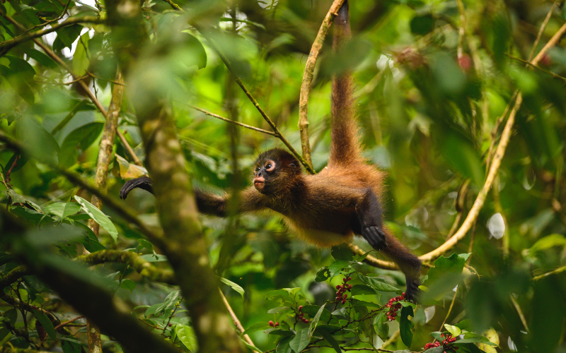 How Many Days in Amazon Peru 2025 Itinerary Guide - Peru Bucket LIst