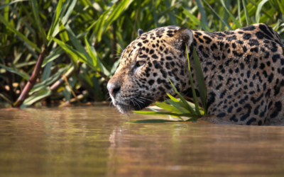 Is It Worth Going to the Amazon in Peru? 2025 Guide