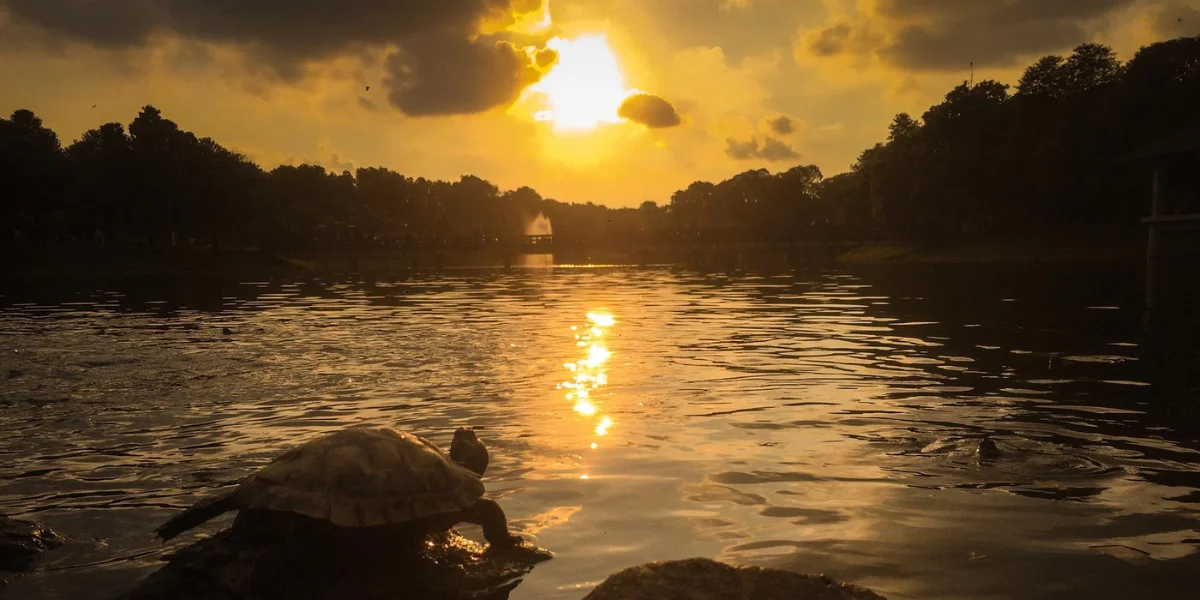 Serene sunset over the Amazon River in Peru with dense jungle, illustrating the allure and hidden dangers of swimming - Peru Bucket List