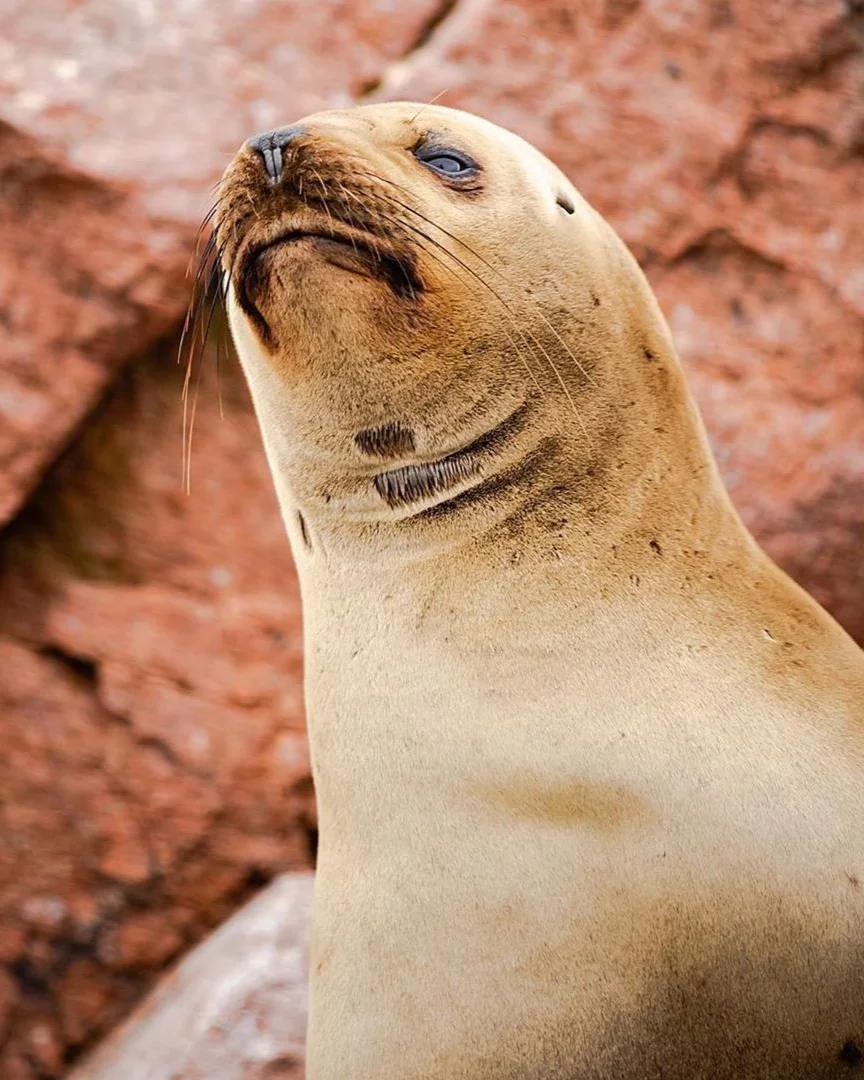 Ballestas Island - Sealions - Peru Travel Guide - Peru Bucket List