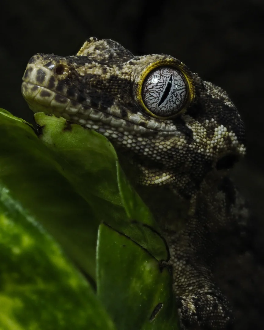 Peru Travel Guide - Puerto Maldonado Amazon experience - Peru Bucket List