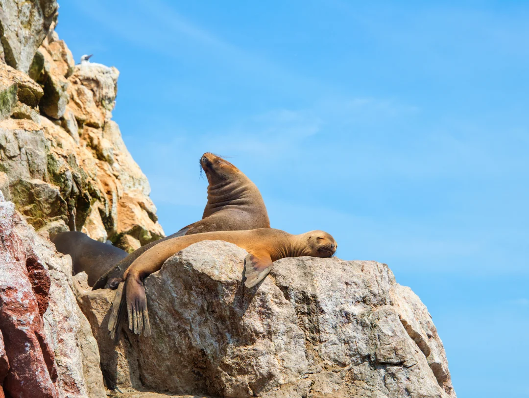 Ballestas Island