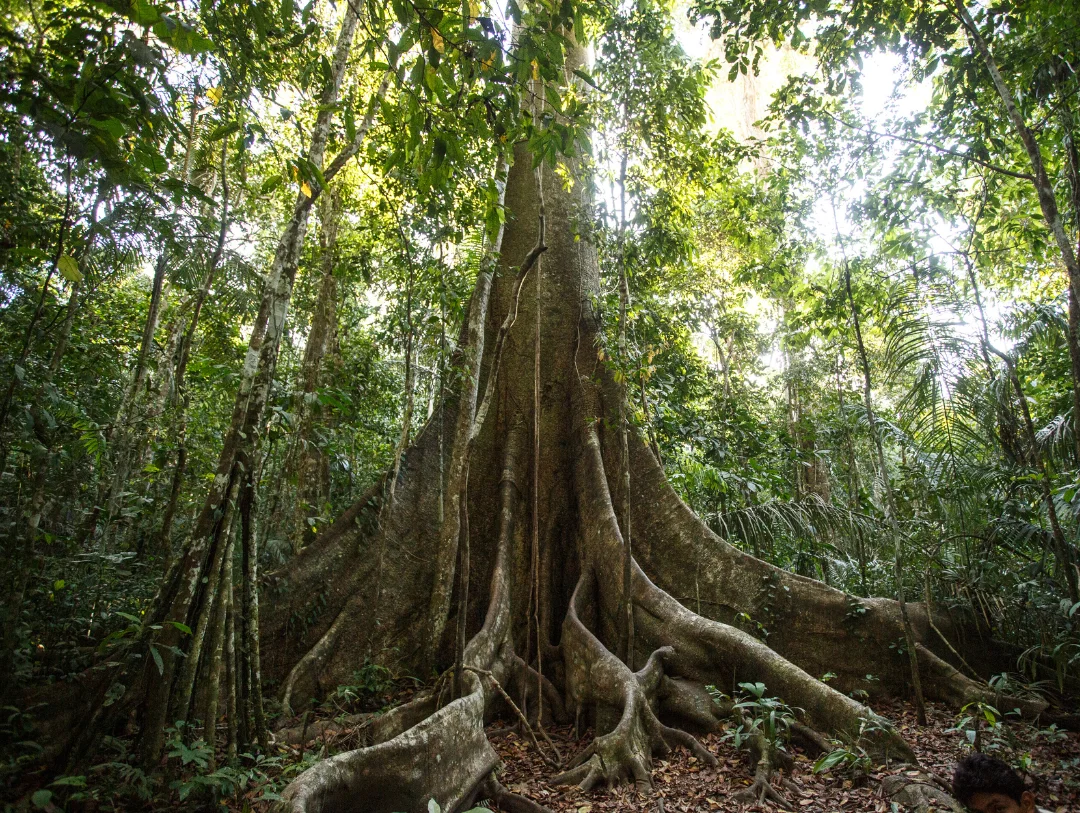 Giant rainforest tree in Manu National Park during a relaxing 4 Day Amazon Tour from Cusco