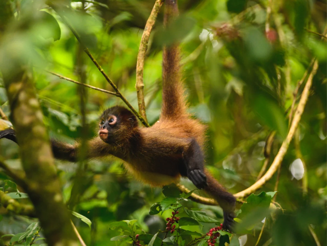 Spider monkey swinging through the rainforest during a relaxing 4 Day Manu National Park Tour from Cusco