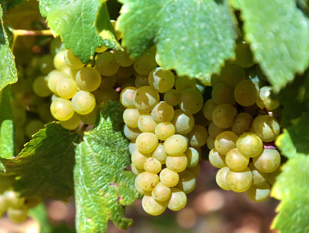Fresh grapes growing in a vineyard during a wine and Pisco tour in Ica
