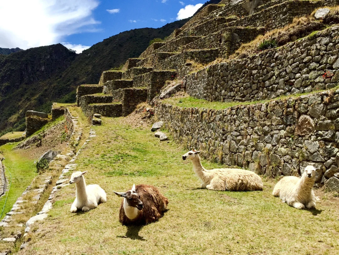 Llamas roaming the ancient terraces of Machu Picchu Citadel