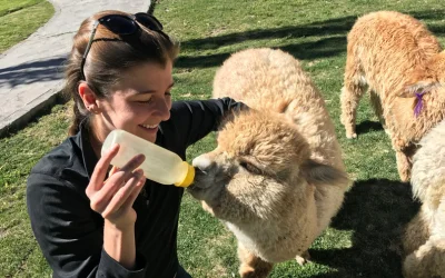 Traveler feeding an alpaca in Peru