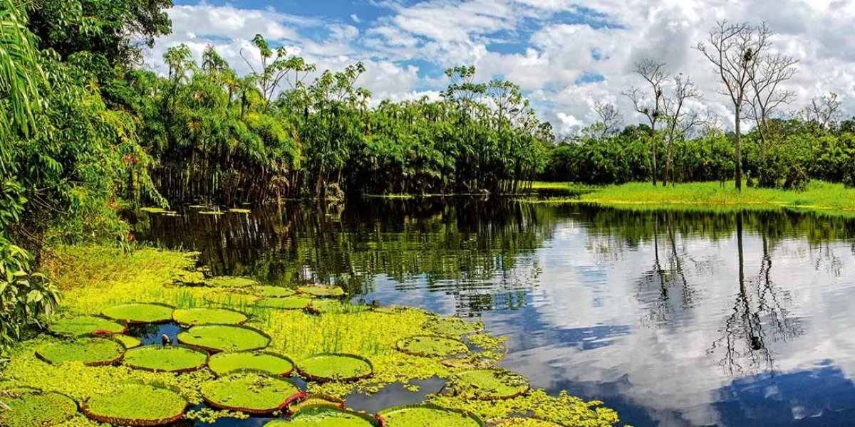 Amazon lagoon surrounded by rainforest in Manu National Park Peru