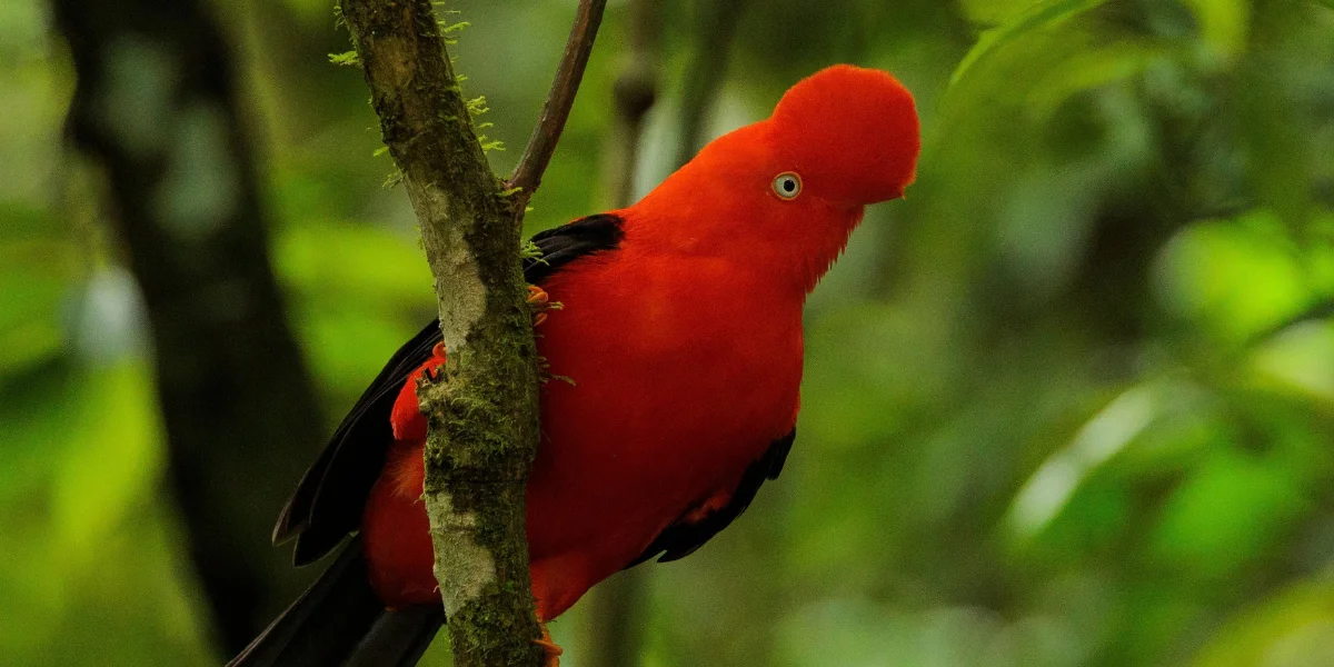Andean cock-of-the-rock perched in the rainforest of Peru