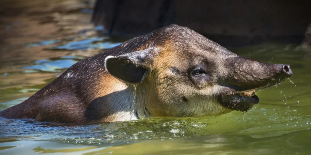 Baird's tapir swimming in the river in Manu National Park Peru