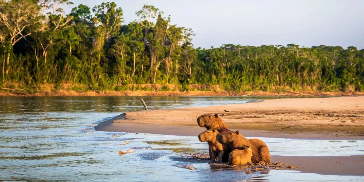 Capybaras on the riverbank in the Amazon rainforest near Puerto Maldonado Peru