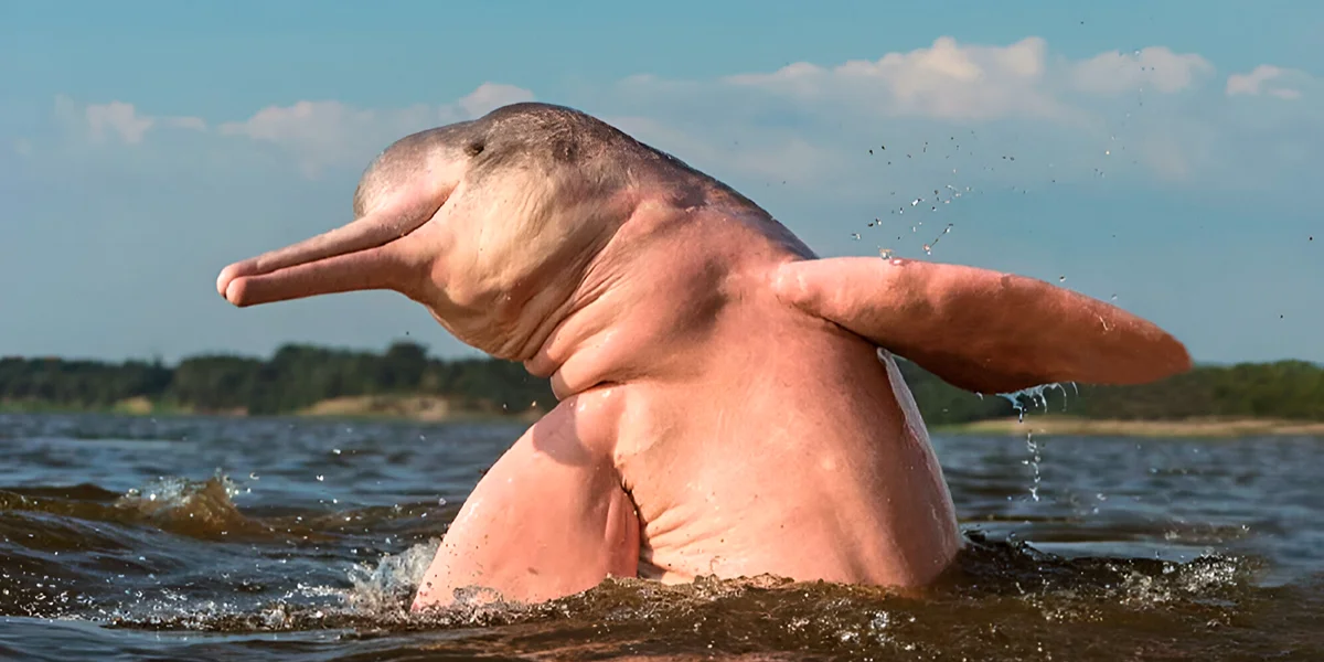 Pink river dolphin swimming in the Amazon River near Iquitos Peru