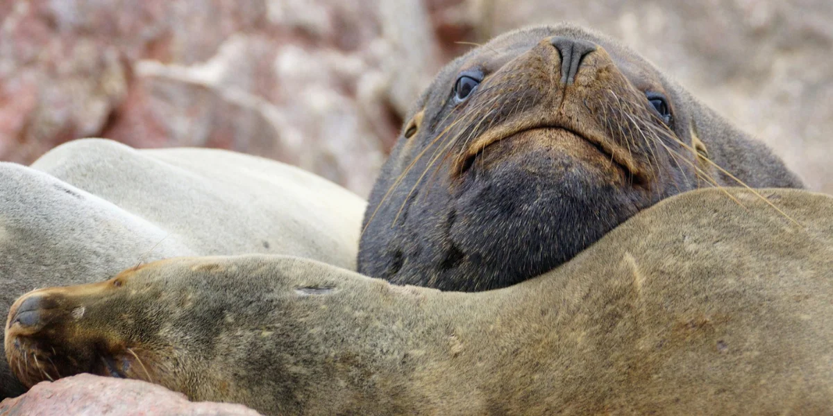 Sea lions resting on the rocks at the Ballestas Islands in Paracas Peru